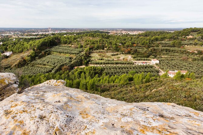 Private guided tour, olive grove in Salon de Provence. - What to expect at the tasting
