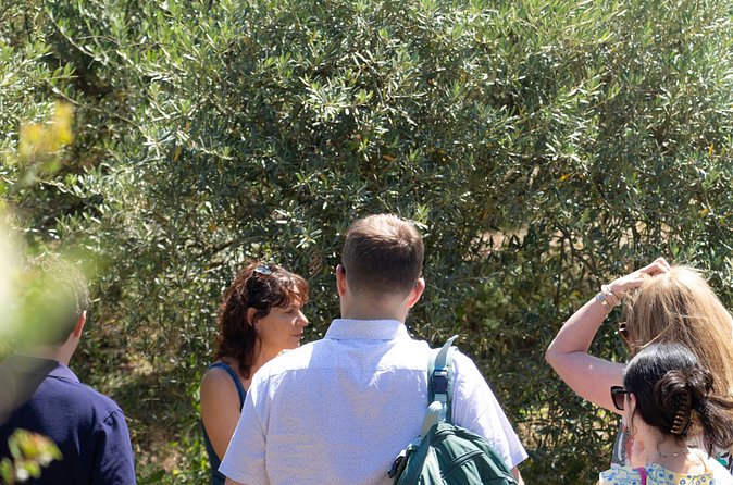 Private guided tour, olive grove in Salon de Provence. - Value at about $12.10 per person
