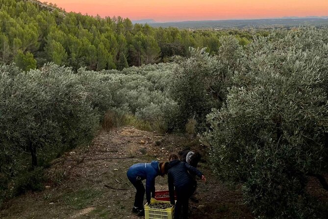 Private guided tour, olive grove in Salon de Provence. - Who will enjoy Mas des Bories most
