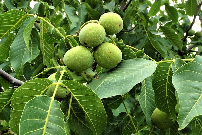 Private Guided Tour to Lasithi Plateau Villages & Olive Oil Mill - Krasi’s ancient plane tree