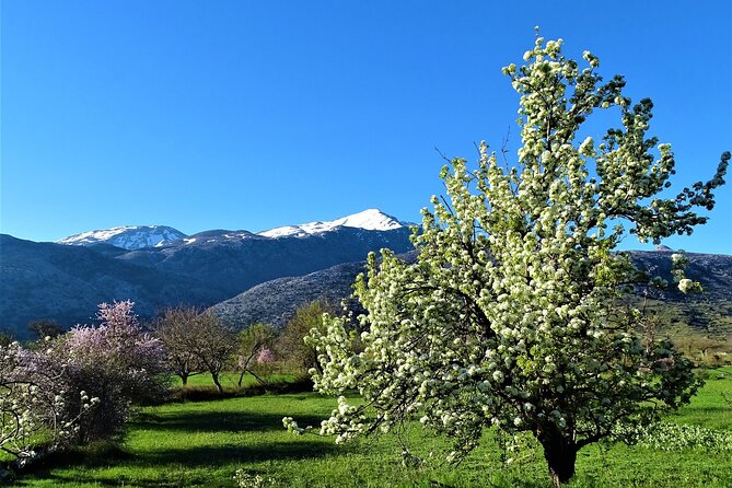 Private Guided Tour to Lasithi Plateau Villages & Olive Oil Mill - Psychro pottery and the road toward Zeus Cave