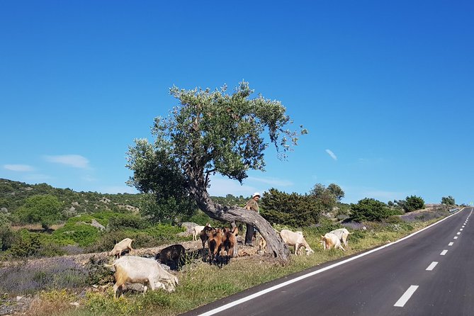 Private Hvar Island Tour and Olive Oil Tasting - The Ager Plain and Hvar’s working countryside