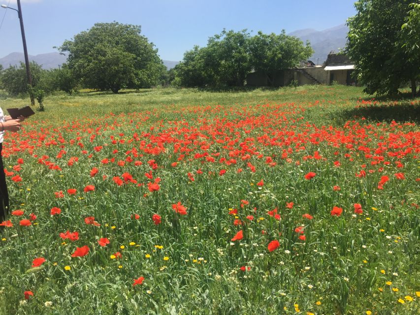 Private-Knossos Palace-Zeus -Villages-Olive Oil Factory - Mochos and Krasi, two different village stops