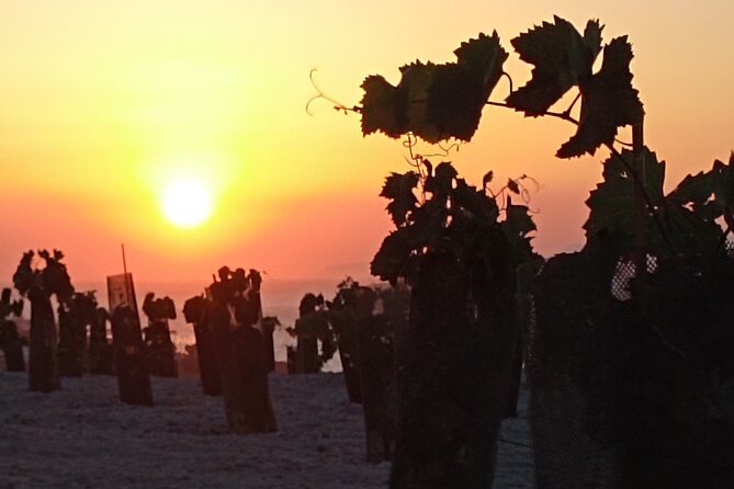 Private Olive Oil tasting & Liqueur experience - Entering the traditional herb-drying cave