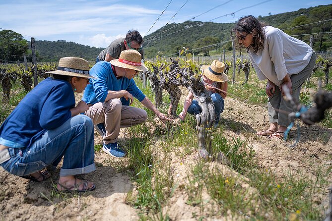 Private Pic Saint Loup Wine and Olive Tour from Montpellier - Why this Pic Saint-Loup day works