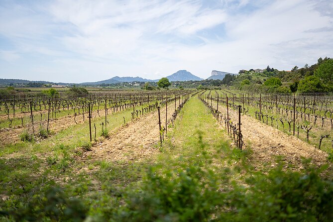 Private Pic Saint Loup Wine and Olive Tour from Montpellier - Château Puech-Haut, wine in a grander setting