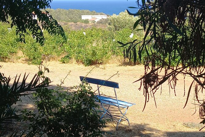 Private Tour: Discover the Secret World of Olives in Afantou - Why this small Afantou farm is worth your afternoon