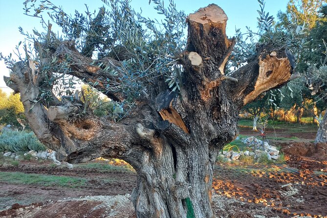 Private Tour: Discover the Secret World of Olives in Afantou - Starting at 4:00 pm with a sea-view welcome