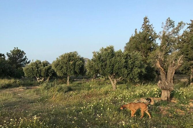Private Tour: Discover the Secret World of Olives in Afantou - Who will enjoy this private tour most