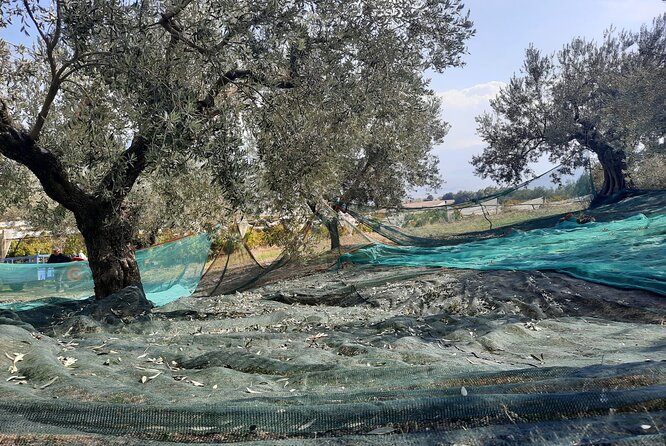Private tour in Nafplio with Olive oil Tasting Tour in Corinth - The Corinth Canal in a 20-minute stop