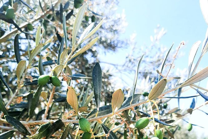 Private tour in Nafplio with Olive oil Tasting Tour in Corinth - Timing, pickup, and practical planning