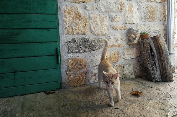 Private tour of Brač island with olive oil tasting - Who will enjoy this Brač day trip most