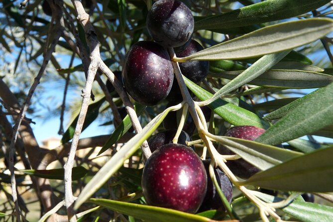 Private Traditional Olive Grove and Dragon Fruit Farm Tour - Meeting Alex at Evangelismou 135