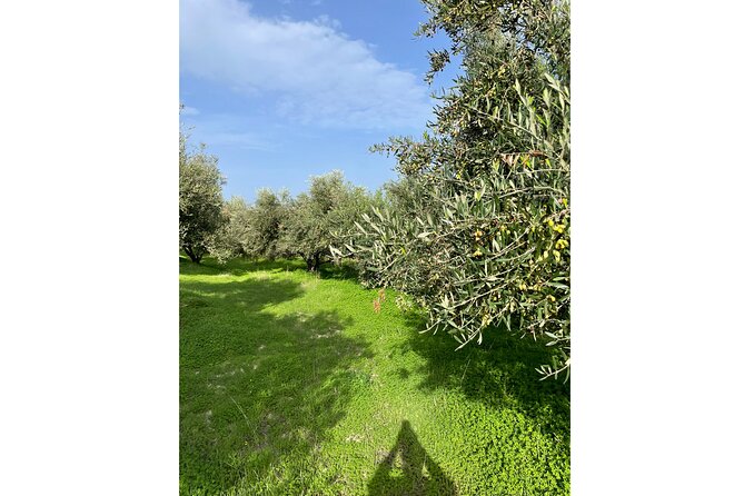Private Traditional Olive Grove and Dragon Fruit Farm Tour - Dragon fruit, olive oil, and a family farming story