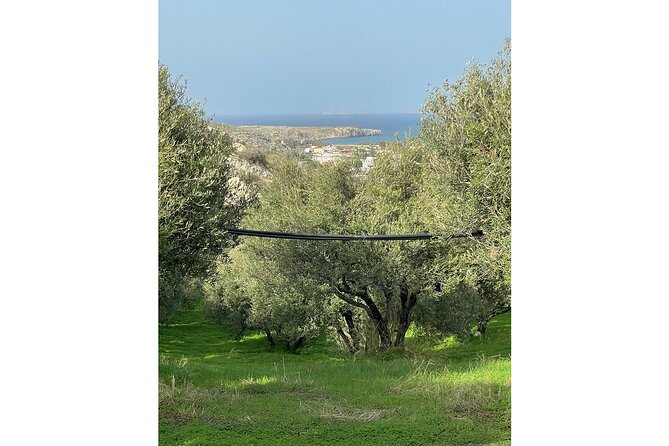 Private Traditional Olive Grove and Dragon Fruit Farm Tour - The shaded terrace is where the visit expands