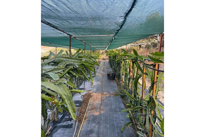 Private Traditional Olive Grove and Dragon Fruit Farm Tour - What you can buy, and what you cannot expect