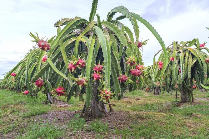 Private Traditional Olive Grove and Dragon Fruit Farm Tour - Is $9.61 a good price?