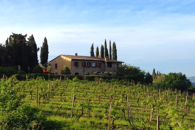 Private Wine and Extra Virgin Olive Oil Tasting - Three olive oils, including chili and truffle