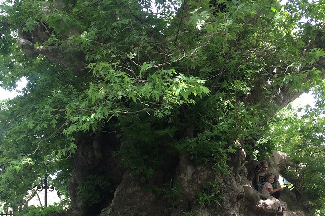 PRIVATE-Zeus Birthplace-Traditional Villages-Olive Oil Factory - The Omalia Olive Press and the taste of Crete