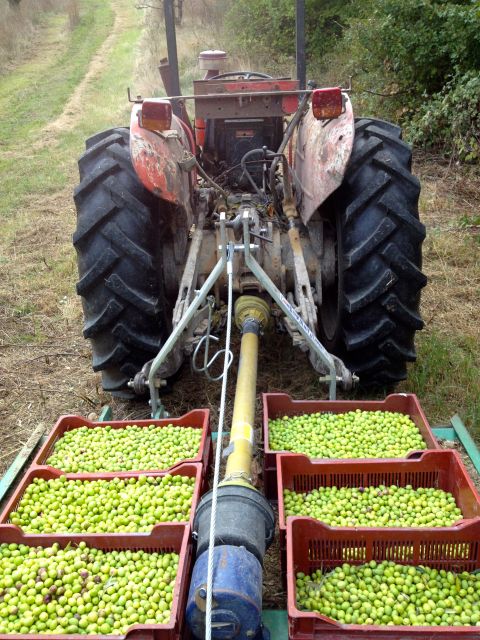 Provence Olive Harvest - A Working Farm Visit Near Cadenet