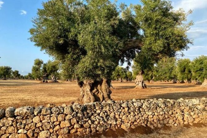 Puglia: Olive Oil Tasting Experience with Olive Grove Walk - Ancient olive trees give the visit its setting