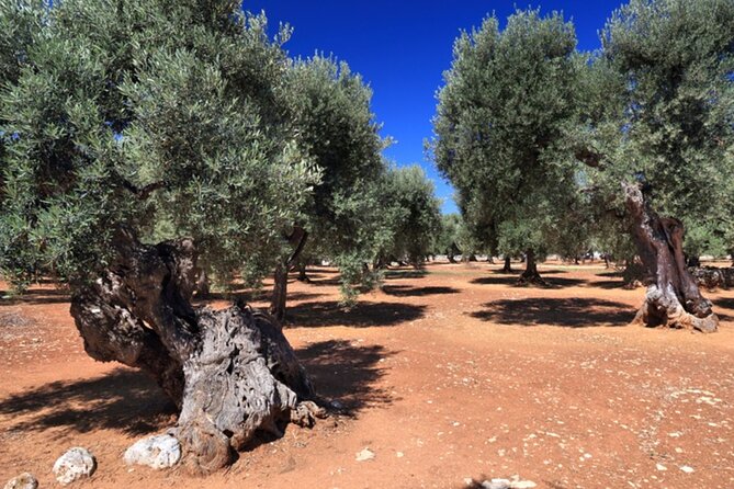 Puglia: Olive Oil Tasting Experience with Olive Grove Walk - Who will enjoy this experience most?
