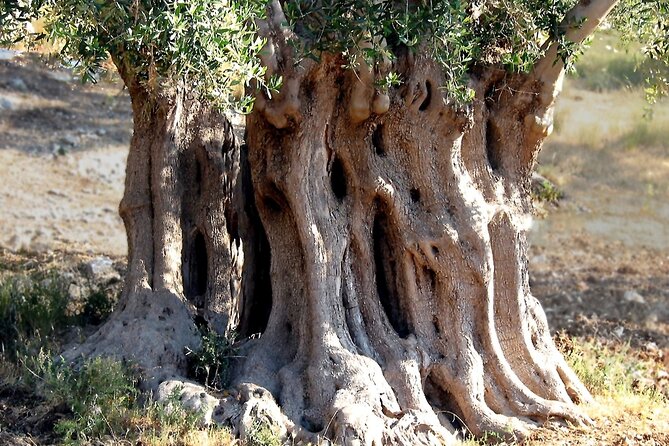 Puglia: Olive Oil Tasting Experience with Olive Grove Walk - Learning to taste oil, not just sample it