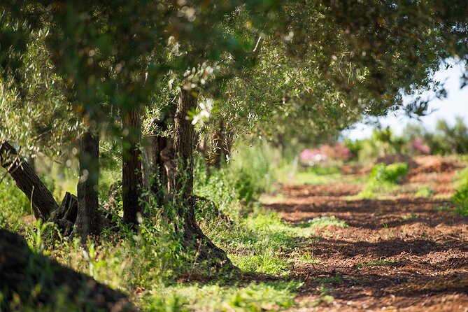 Raccolta delle olive e degustazione vini e olio con brunch ad Alcamo - Spreading Nets and Gathering the Olives