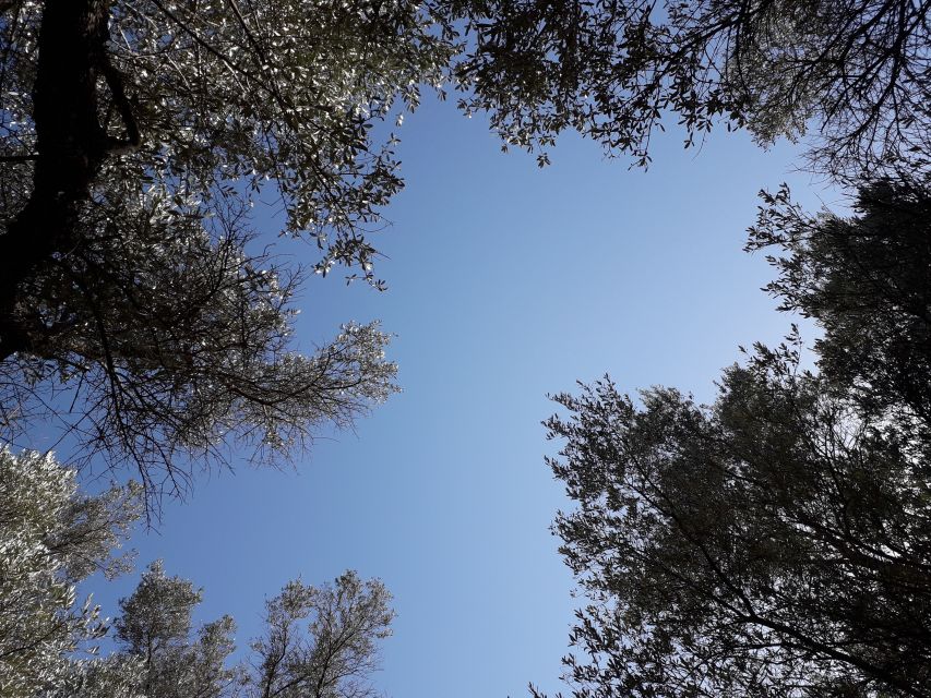 Rethymno: Olive Oil Tasting with Cretan Food Pairing - Key points to know before booking