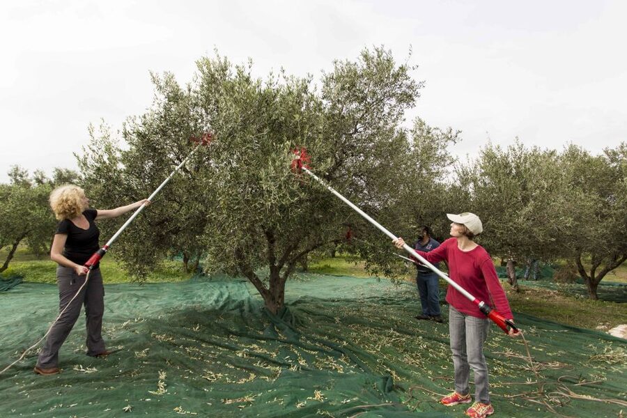 Rethymno: Olive Oil Tasting with Cretan Food Pairing - Learning to taste olive oil properly
