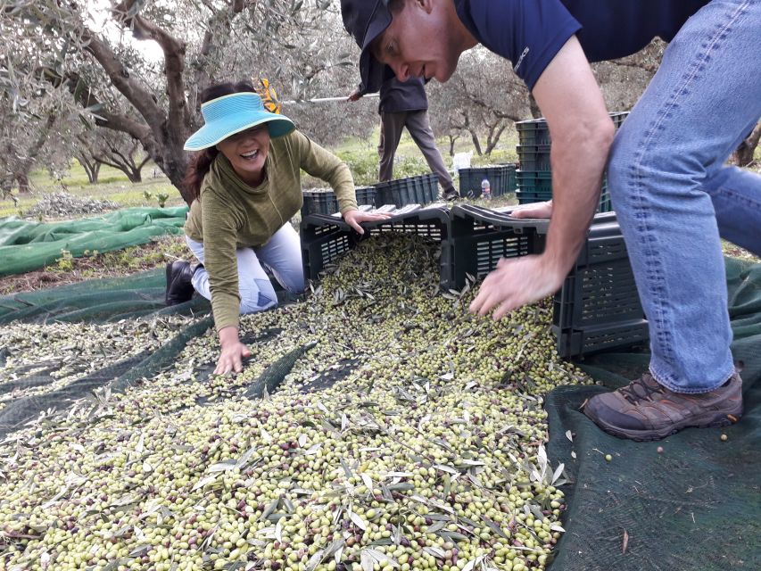 Rethymno: Olive Oil Tasting with Cretan Food Pairing - Who will enjoy this most
