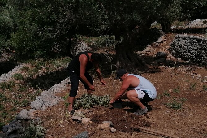 Rethymnon Olive Tree Sponsorship Protect and Plant Tour - Timing, meeting point, and practical planning