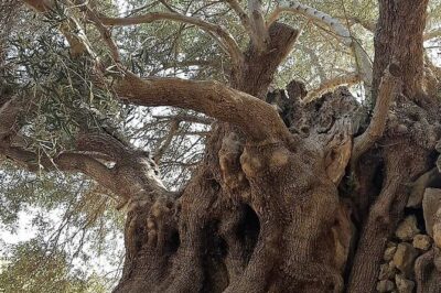 Richtis Waterfall, History, Azoria, OliveTasting, NorthCoast