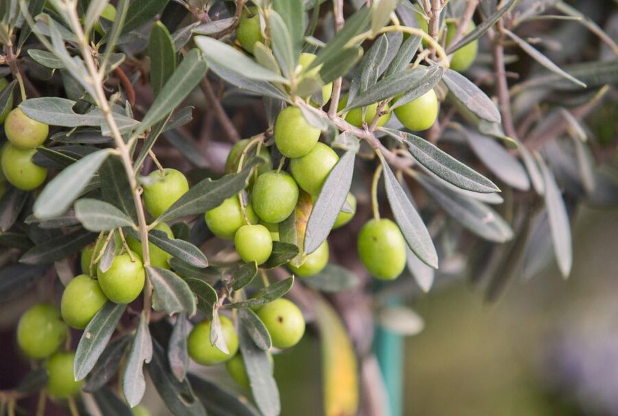 Rome: Masterclass Extra Virgin Olive Oil & Table Olives - Who Will Get the Most From This Experience?