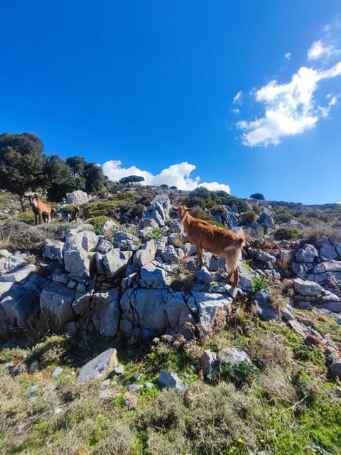 Safari:Lasithi plateau, Mythology park,olive oil tasting - Zeus Cave and the mythology of Crete