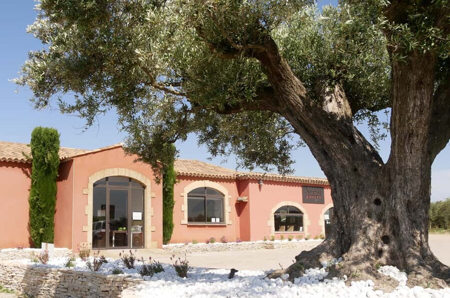 Saint Gilles: Visit an olive oil mill in an organic olive grove - Behind the machinery at the oil mill
