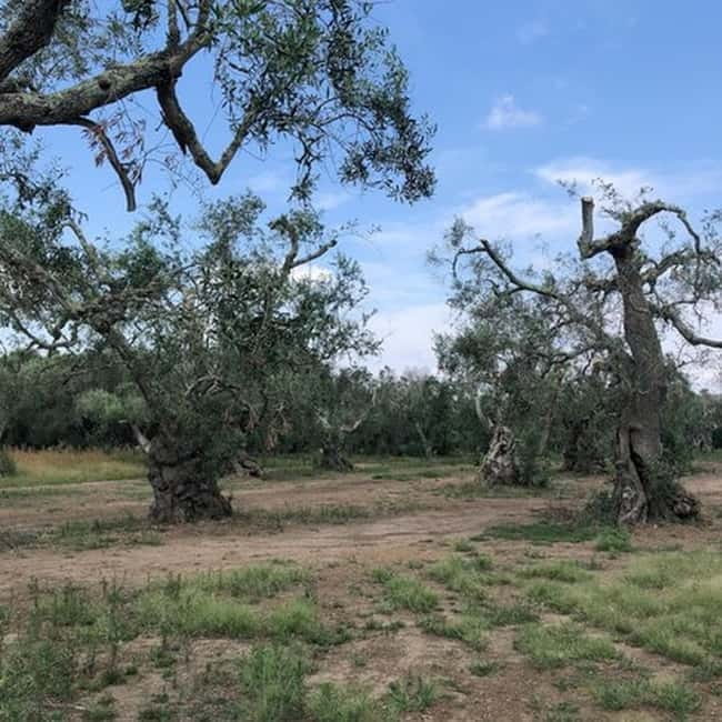 Salento: Olive Oil Mill Walking Tour with Tastings - Bruschetta, ricotta, and a glass of Salento wine