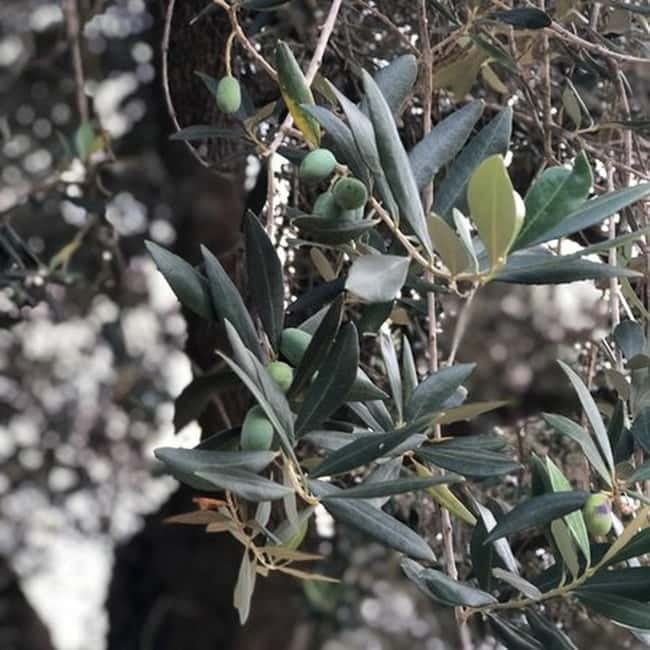 Salento: Olive Oil Mill Walking Tour with Tastings - Sustainability and the hard side of olive farming
