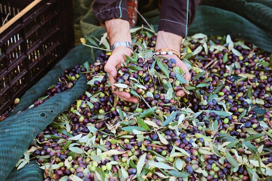 San Felice: Olive Oil Tasting with local food on Garda Hills - Should you book it?