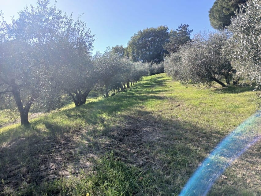 San Gimignano: Winery Visit with Picnic in Olive Grove - Learning about Chianti, Vernaccia, and olive oil