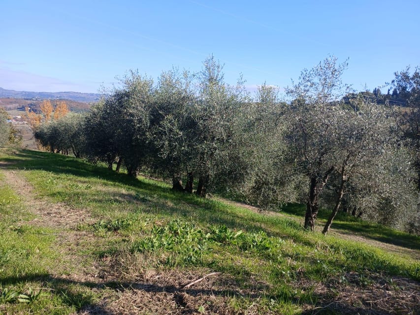 San Gimignano: Winery Visit with Picnic in Olive Grove - Choosing your place beneath the olive trees