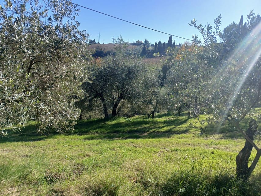 San Gimignano: Winery Visit with Picnic in Olive Grove - Who will enjoy this most