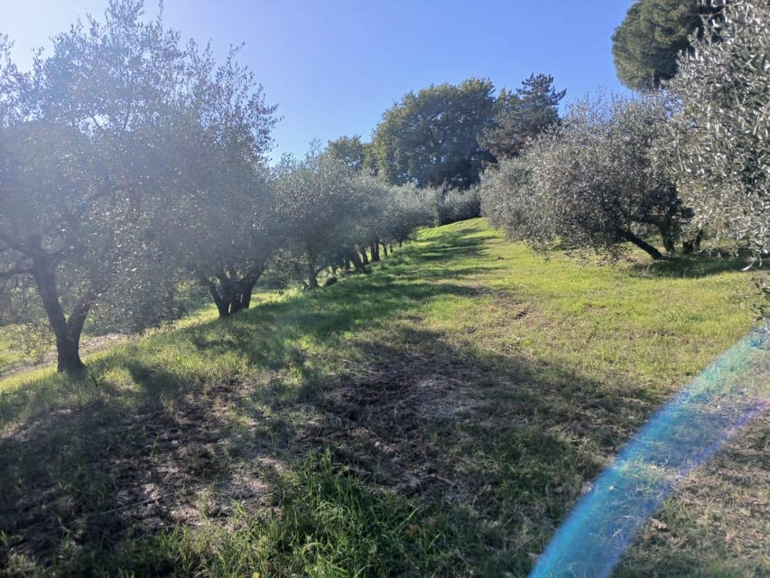 San Gimignano: Winery Visit with Picnic in Olive Grove - The strongest reasons to book