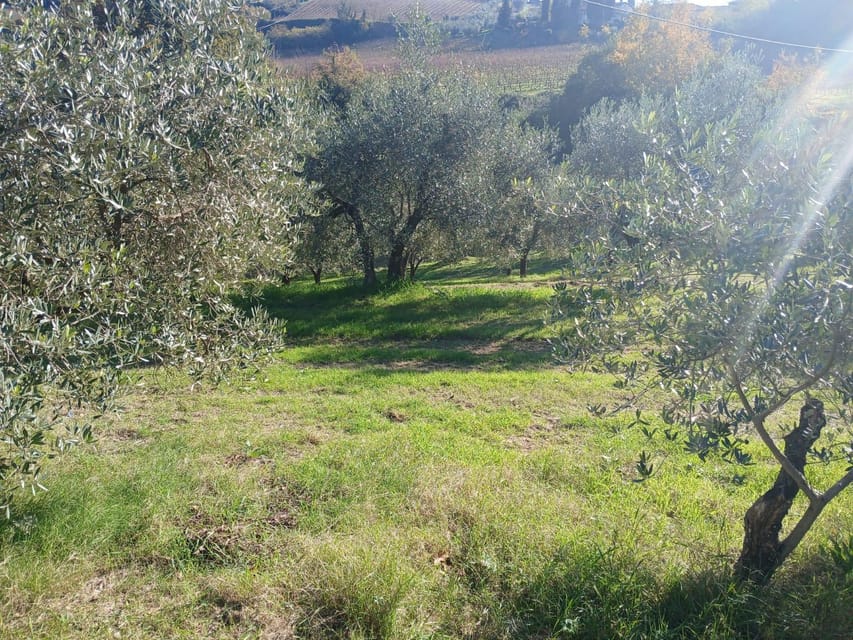 San Gimignano: Winery Visit with Picnic in Olive Grove - Arriving at a family-run winery