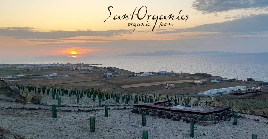 Santorini: Private Olive Oil tasting & Liqueur experience - The black raisin liqueur is the unusual feature
