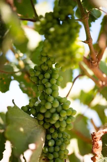 Santorini: Private Olive Oil tasting & Liqueur experience - Snacks make the tasting feel like a small meal