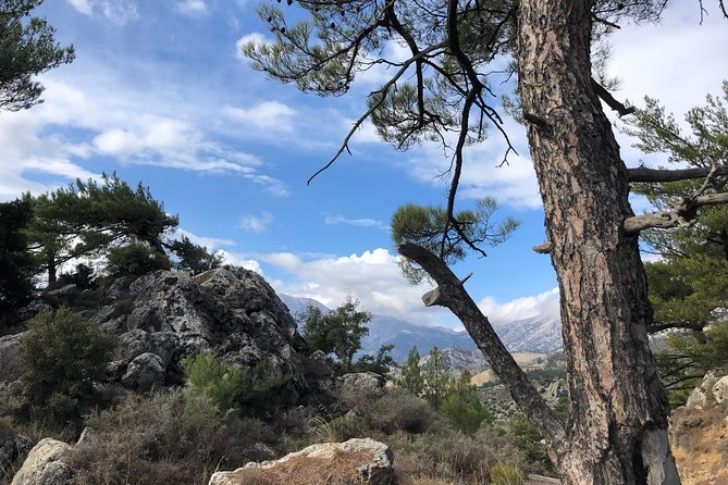 Sarakina Gorge, Kritza, Oliveoil Tasting, Mountains, South Coast - The pine forest and the mountain drive