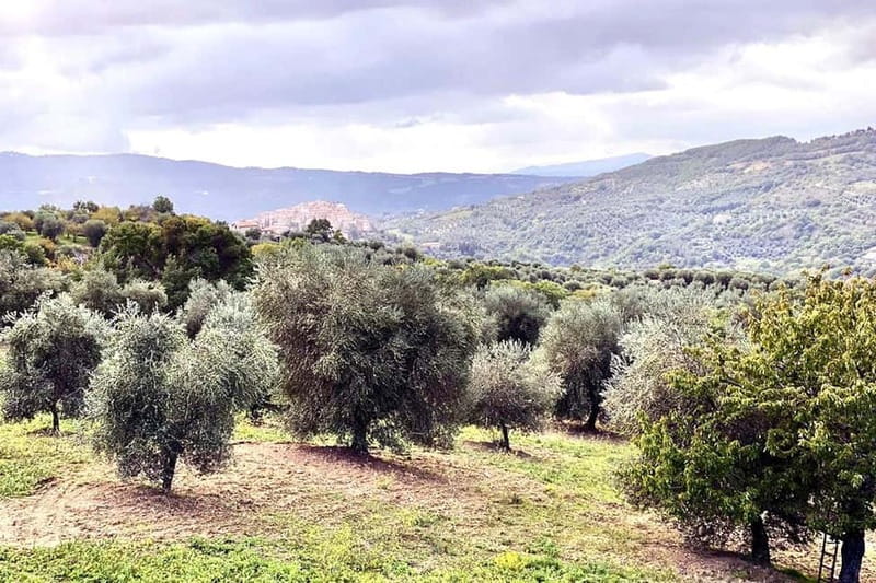 Seggiano: Guided Tour of the Olive Grove and Food Tasting - Why Seggiano Is a Fine Place to Learn About Olive Oil