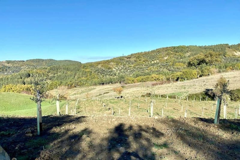 Seggiano: Guided Tour of the Olive Grove and Food Tasting - Practical Details Before You Go