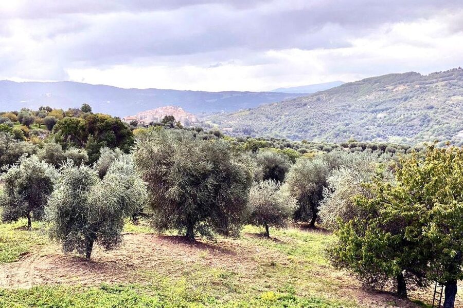 Seggiano: Typical Tuscan Farm Tour with Olive Oil Tasting - Why Seggiano is a good place to learn about olive oil